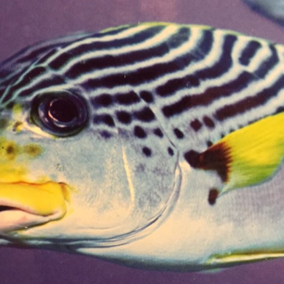 Giant Ocean Creatures Floor Puzzle - 26 Pieces - Interactive Learning - Picture 8 of 9